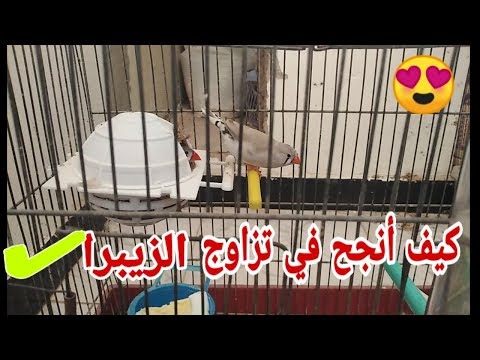 كيف أنجح في تزاوج طيور الزيبرا في أسرع وقت وماهي شروط النجاح