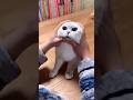 ليه القطط بتعمل كده؟حفائق ومعلومات مذهلة اول مرة تسمع عنها!😱#shorts #cat