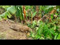 Wild Boar Trap Protecting Rice Fields, Forest Life, Building Life, Episode 14