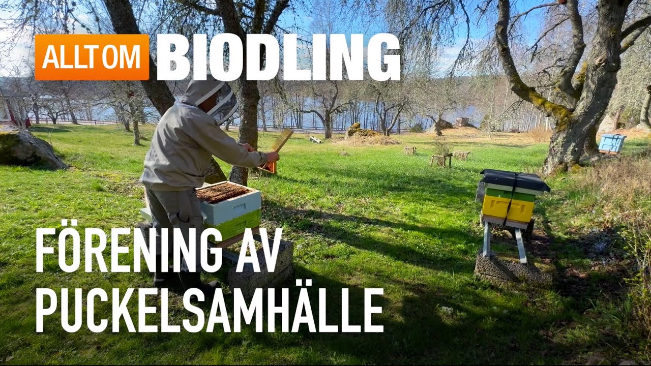 Förening av puckelsamhälle på våren | Biodling