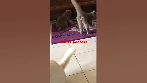 Watch the video about BSH Lilac #bri #cat #british #britishshorthair #bsh #cats #kucing #catlover #kucingbritishshorthair