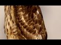 باز رات کو کیسے سوتے ہیں | How Goshawk Sleep at Night | Falconry in Pakistan #falcon
