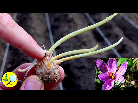 Video: Azafranes de azafrán en maceta: cultivo de flores de azafrán en contenedores