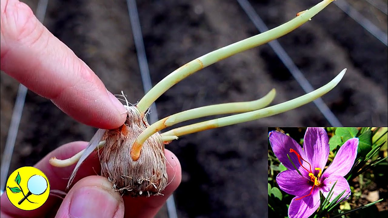 🔴Azafrán Cultivo en Casa en tierra y en maceta