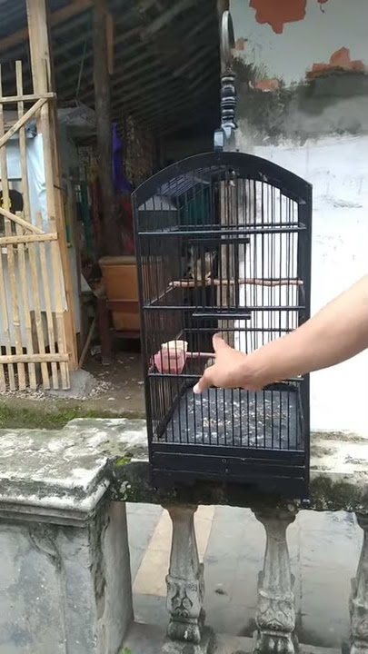 cigun gacor di tangan