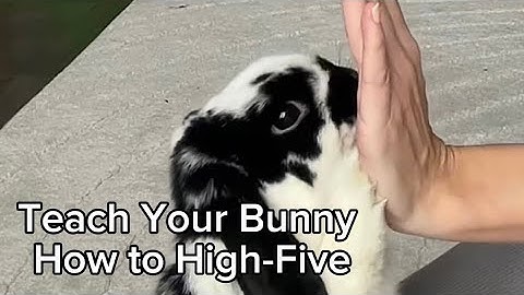 Teach Your Bunny to Give High-Fives