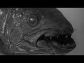 Scientific Sensation of the Century! Coelacanth | Zoo Quest to Madagascar | BBC Earth