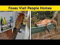 People Who Found Foxes In Their Houses And Shared Pics Online