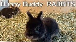 うさぎ専門店rabbitsラビッツ Youtube うさぎ専門店rabbitsラビッツ Youtube