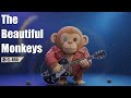 The Beautiful Monkeys / a flood of  circle  vocal cover