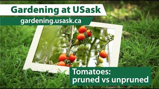 Pruned vs Unpruned Tomatoes - which is better?