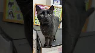 This Is Chester & This Is His Story 🐱 #sheltercat #catshelter #lore #catstory