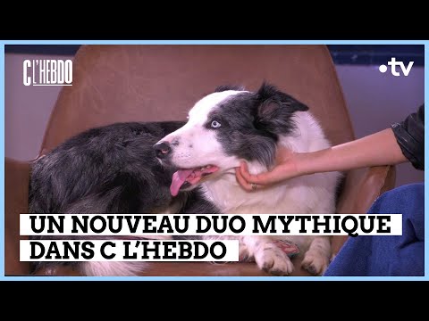 Snoop et Victor, le nouveau duo mythique - Tanguy Pastureau - C l’hebdo 