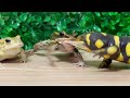 Speed vs Power🐸 frog&toad & salamander