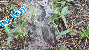 Mưa lớn xách thùng đi lượm cá rô lên ruộng | Bông lúa Miền Tây