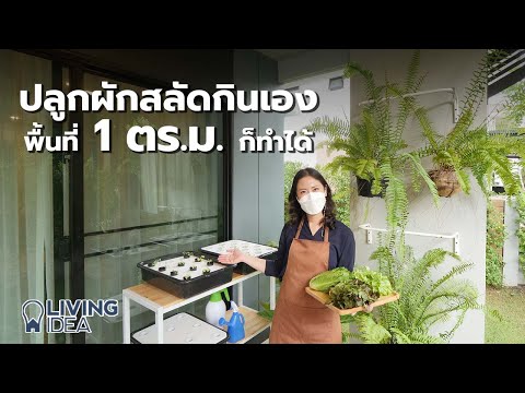 Living Idea : ปลูกผักกินเอง พื้นที่ 1 ตารางเมตร ก็ทำได้!