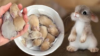 AWW Animals SOO Cute! Cutest baby animals Videos Compilation cute laugh of the animals 2022 by Baby Animals 12,121 views 1 year ago 9 minutes, 46 seconds