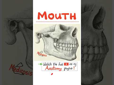 Anatomy of Mouth (Oral Cavity) - Anatomy of the Head & Neck...#nclex #usmle #physician #medical