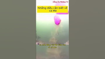 Những điều cần biết về cá Mè để câu cá đạt hiệu quả tốt hơn  #shots #recreationalfishing