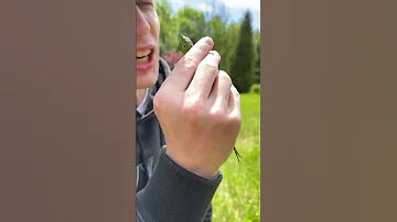 ЯЩЕРИЦА УКУСИЛА😆