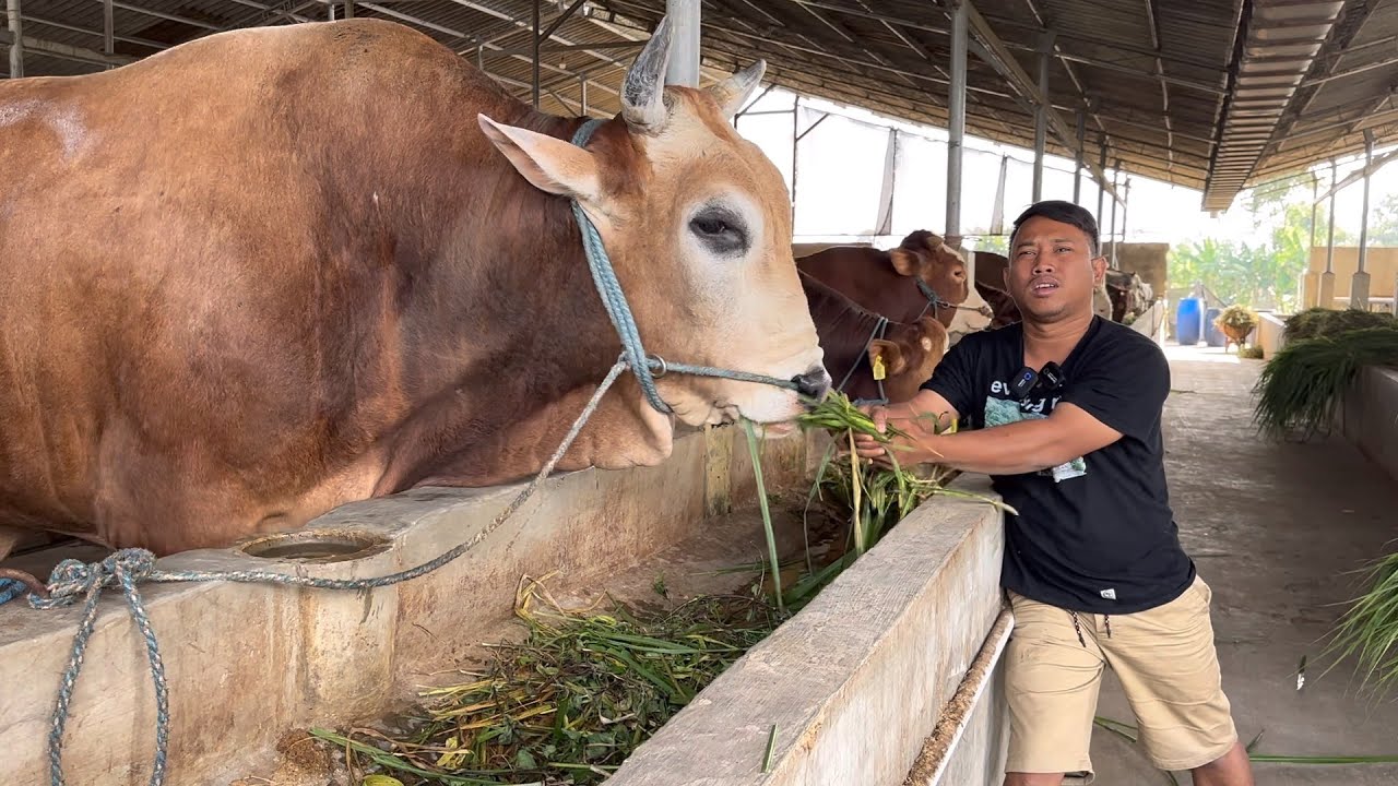 Sapi Farm DEAL TERBESAR 39 Ekor Sapi FARM INDUK APPSI DI BORONG ALES FARM - YouTube