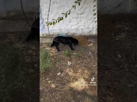 Спасение животных. Помощь и кормление бездомных животных.