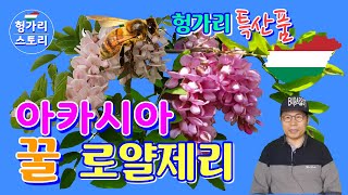 🇭🇺⚘ [헝가리 아카시아 나무] 왜 헝가리가 세계 최대 아카시아 목재 수출국이 되었나요? 아카시아 꿀 로얄제리 헝가리 여행 필수 기념품 특산품 royal zelly 부다페스트 여행