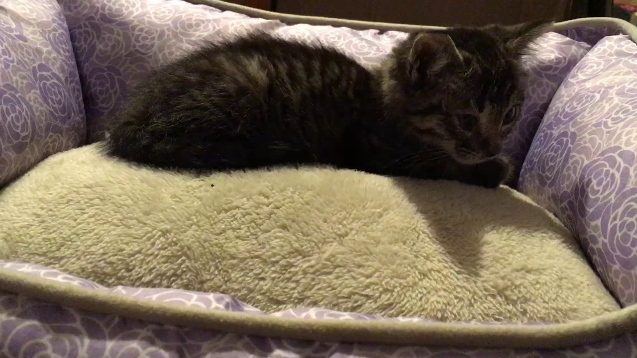 Stormy Cat YouTube stormy-cat-youtube