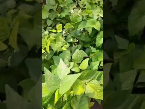 Фасоль на грядке
