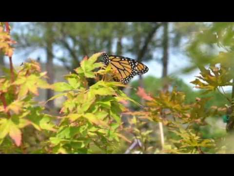 All that Flutters-