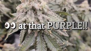 FINAL LOOK AT THE MAC-1, We are flushing and harvest at the end of the week🪓