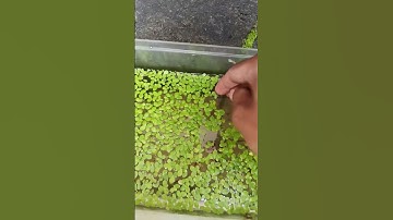 Thumbnail of duck weed guppy eating