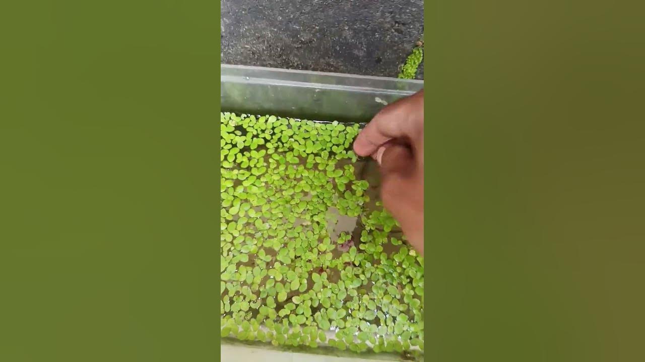 duck weed guppy eating