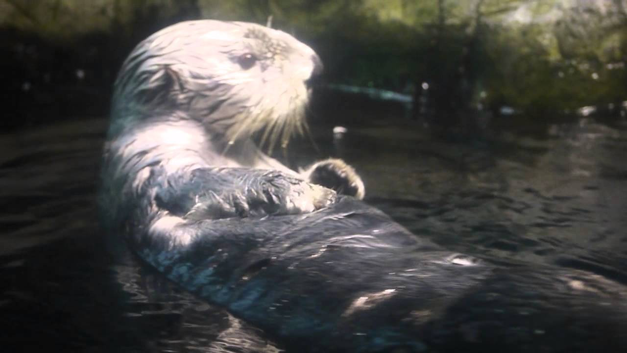 海遊館のラッコ、パタとクータン