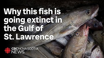 Atlantic cod population continues to decline
