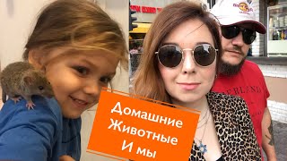 Время истрии. Домашние животные , беременные хомяки Время истрии. Домашние животные , беременные хомяки