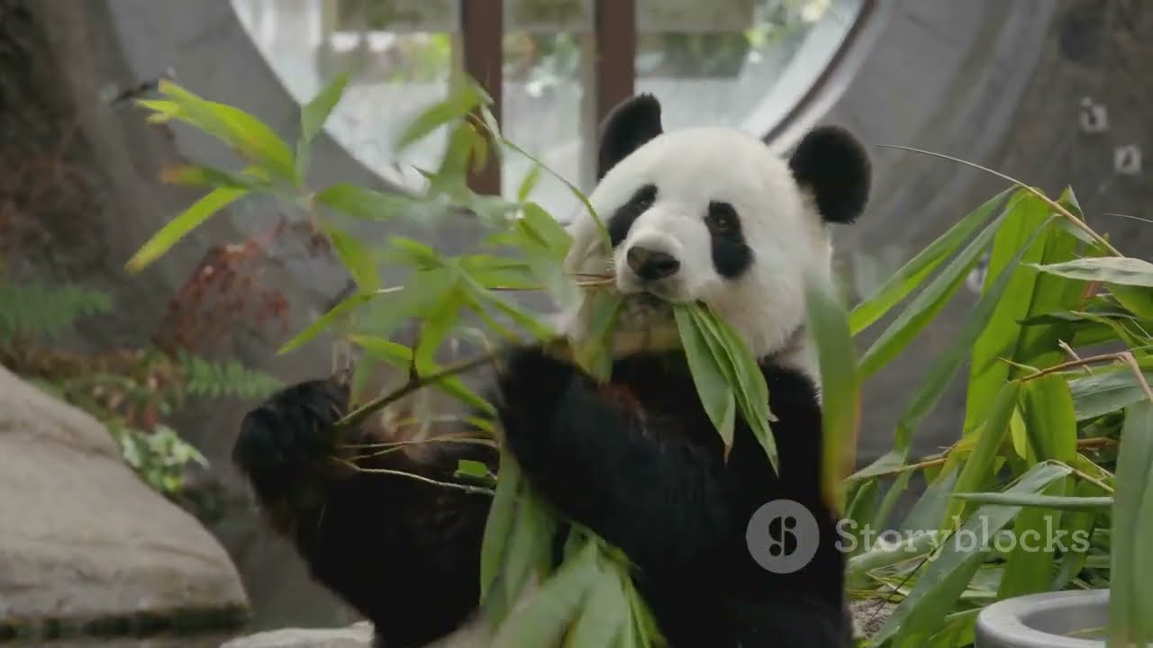 Panda Chronicles: The Secret Life of Bamboo Lovers