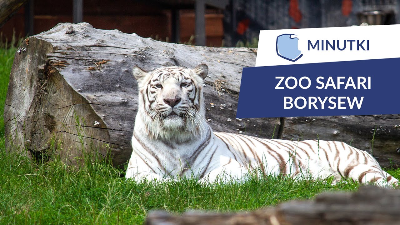 zoo safari borysew facebook