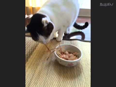 あたし、ねこ『にゃんちゃんです』