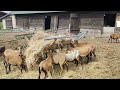 Owce barbados i kameruńskie odc. 26