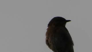 Small Bird Perched at Dusk | Nikon Coolpix Super Zoom Camera | 4K HD Wildlife screenshot 5