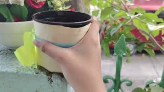 Tle performance task how to grow munggo seeds