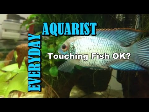 Why touching your aquarium fish is OK