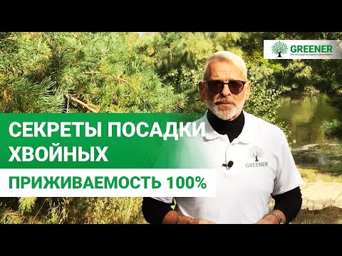 Видео: Хвойные деревья, которые хорошо растут в горшках – выбираем лучшие хвойные растения для горшков