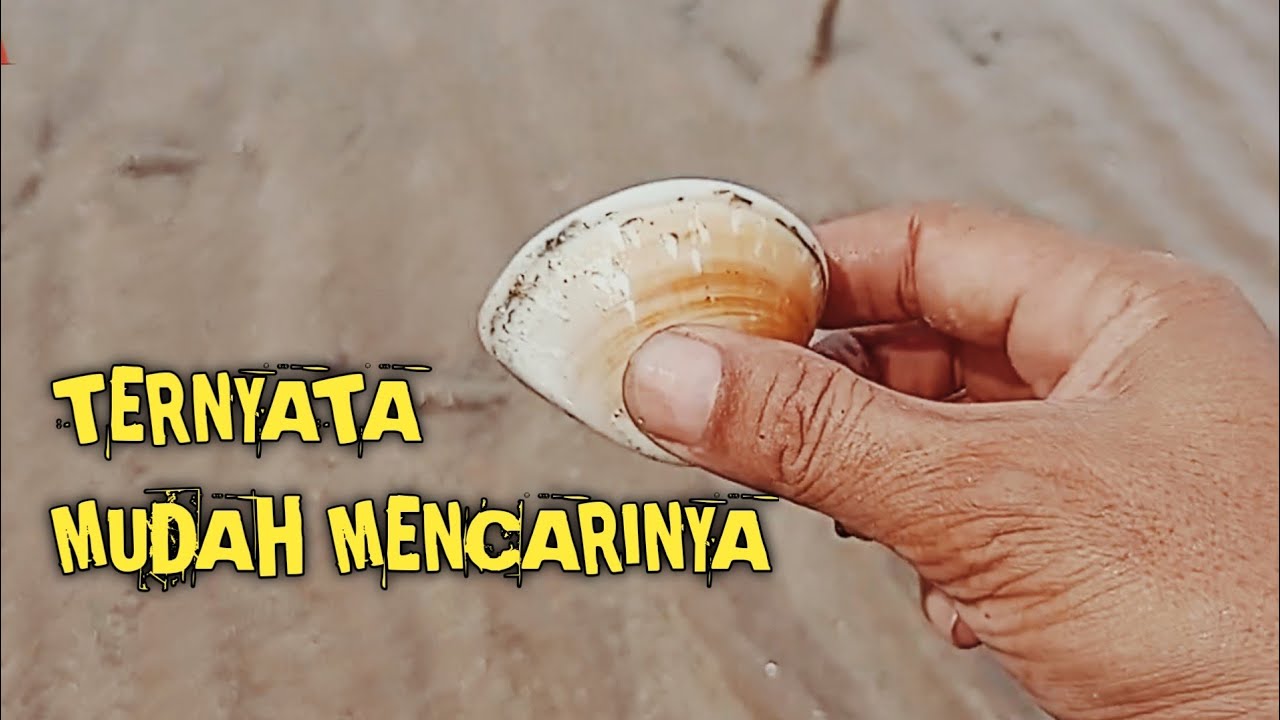 MENCARI TUDAI,KERANG DI PANTAI YouTube