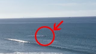 Shark attack in Santa Barbara - Rincon Beach Resimi
