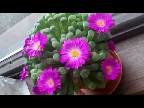 Video: Fenestraria Baby Toes - Informacije o negi rastlin Baby Toes