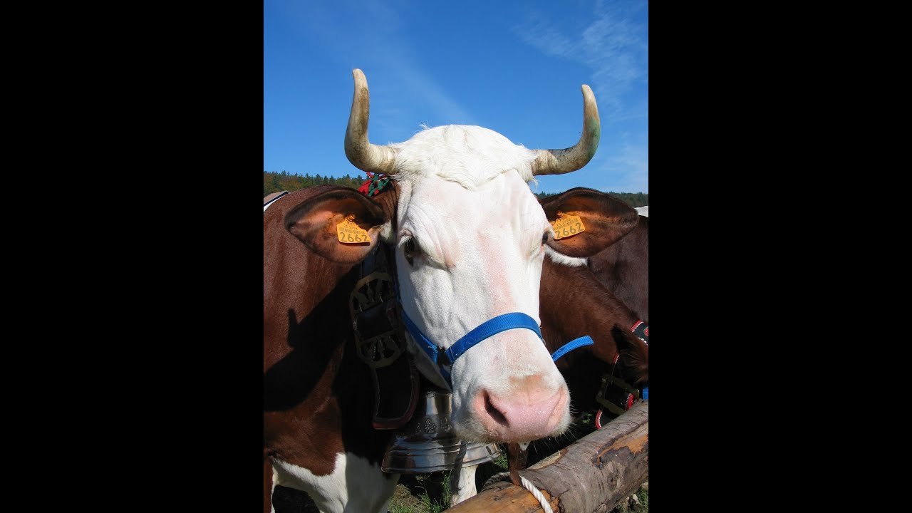 LES GRANGETTES - Comice 2005 -