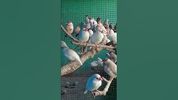 Java sparrow breeding colony #shortsfeed #shortvideo #shortsyoutube #viralvideo #deepakbird #shorts