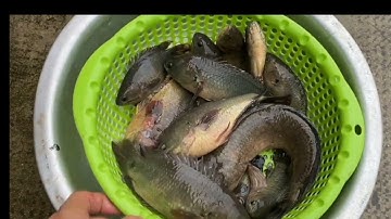 Câu cá rô đồng ngày mưa bão và cái kết bất ngờ 